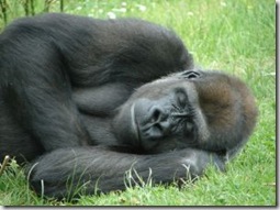 963360_gorilla_sleeping