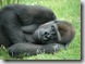 963360_gorilla_sleeping