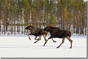 Andrés Magai Paisajes Boreales 2