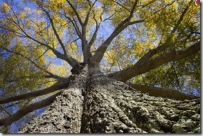 2013, que crezca lo que pueda