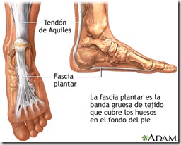 Fascia plantar