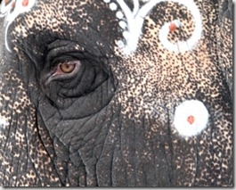 El Memorión cojonero