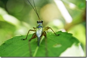 Los grillos de la Comunicación