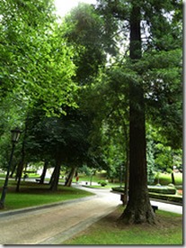 Secoya Campo San Francisco, Oviedo