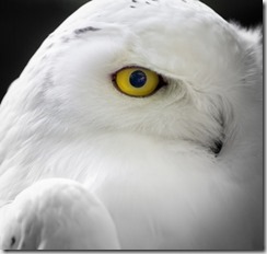 1404831_snow_owl_-_eye