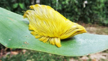 megalopyge-opercularis